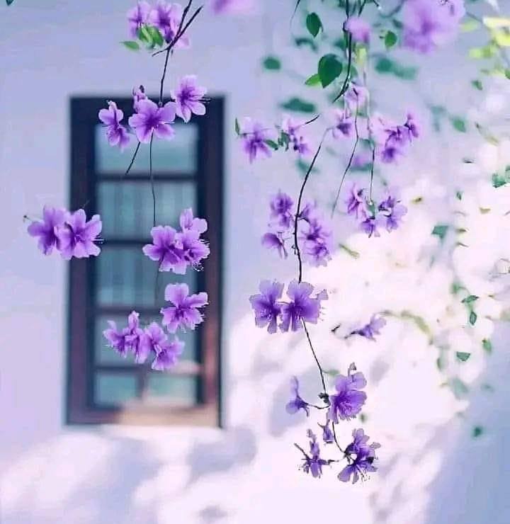Amrana Parvin